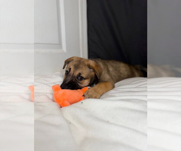 Medium Photo #2 German Shepherd Dog Puppy For Sale in Minneapolis, MN, USA