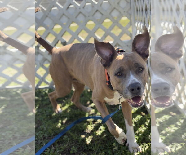 Medium Photo #7 Mutt Puppy For Sale in Virginia Beach, VA, USA