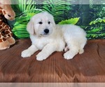 Small Photo #3 Goldendoodle-Poodle (Standard) Mix Puppy For Sale in PEYTON, CO, USA