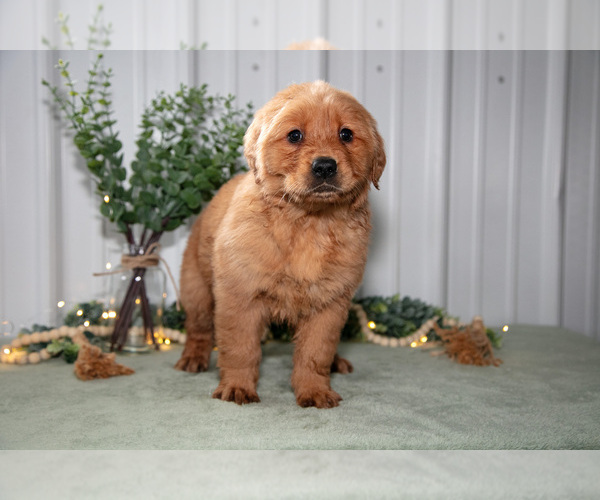 Medium Photo #2 Golden Retriever Puppy For Sale in HOLMESVILLE, OH, USA