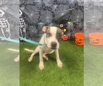 Small #1 Boxer Mix