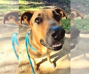 German Shepherd Dog Dogs for adoption in Sacramento, CA, USA