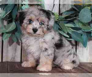 Aussiedoodle Miniature  Puppy for sale in MOUNT VERNON, OH, USA