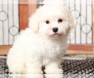 Bichon Frise Puppy for sale in NAPLES, FL, USA