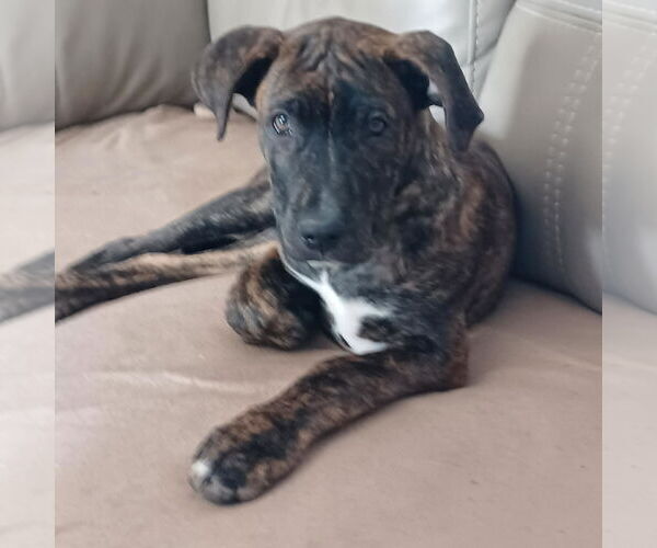 Medium Photo #2 Great Dane-Unknown Mix Puppy For Sale in Huntersville, NC, USA