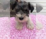 Small Photo #3 Schnauzer (Miniature) Puppy For Sale in GOSHEN, IN, USA