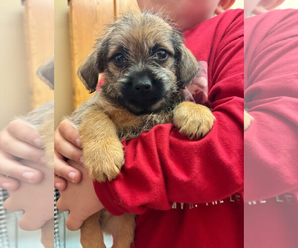 Medium Photo #1 Pominese Puppy For Sale in Grafton, WI, USA