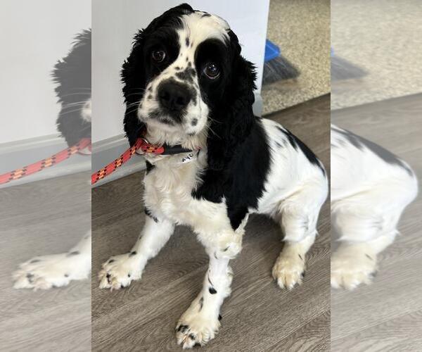 Medium Photo #1 Cocker Spaniel Puppy For Sale in Westminster, MD, USA