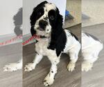 Small Cocker Spaniel