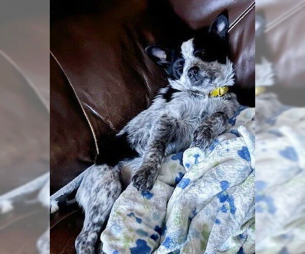 Medium Photo #3 Australian Shepherd-Unknown Mix Puppy For Sale in Genesee, WI, USA