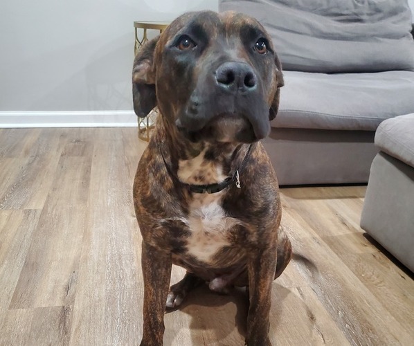Medium Photo #1 American Pit Bull Terrier-Cane Corso Mix Puppy For Sale in GARY, IN, USA