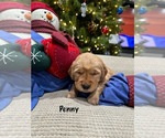 Small Photo #5 Golden Retriever Puppy For Sale in HORSEHEADS, NY, USA