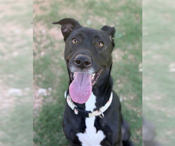 Medium Photo #2 Lab-Pointer Puppy For Sale in Sugar Land, TX, USA