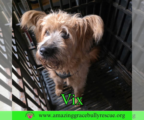 Medium Photo #3 Chow Chow-Poodle (Standard) Mix Puppy For Sale in Pensacola, FL, USA