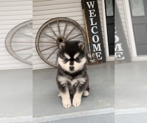 Alaskan Klee Kai Puppy for sale in CROSSTOWN, OH, USA