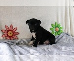 Puppy Torro Boston Terrier-Miniature Australian Shepherd Mix