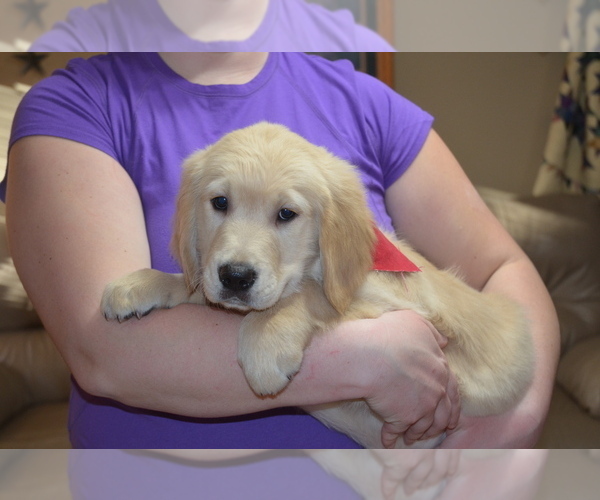 Medium Photo #16 Golden Retriever Puppy For Sale in WEBSTER CITY, IA, USA