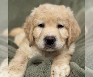 Miniature Labradoodle Dogs for adoption in San Diego, CA, USA