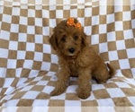 Small Aussiedoodle Miniature 