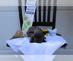 Small Photo #4 French Bulldog Puppy For Sale in SEARS, MI, USA