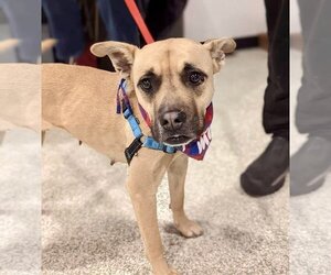 Raquel - Female Boxer-Unknown Mix Dog for Adoption - Photo #4