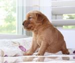 Small Photo #4 Golden Retriever Puppy For Sale in SAN ANTONIO, TX, USA
