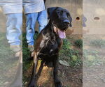 Small #3 Great Dane-Labrador Retriever Mix