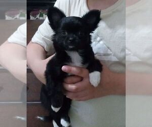 Chihuahua Puppy for sale in MILLEDGEVILLE, GA, USA
