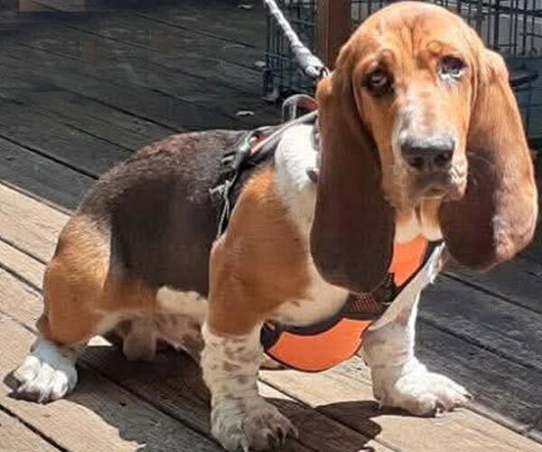 Medium Photo #2 Basset Hound Puppy For Sale in Deepwater, NJ, USA