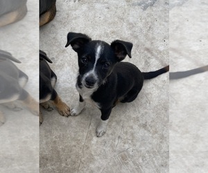 Rat Terrier-Unknown Mix Puppy for sale in GOULDS, FL, USA