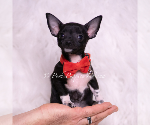 Medium Photo #1 Chihuahua Puppy For Sale in WARSAW, IN, USA