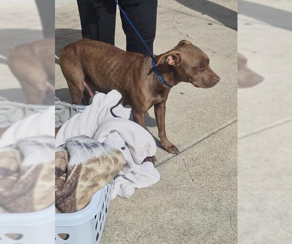 Medium Photo #1 American Staffordshire Terrier-Unknown Mix Puppy For Sale in San Antonio, TX, USA