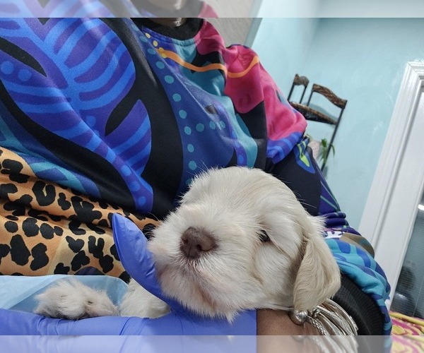 Medium Photo #5 Schnauzer (Miniature) Puppy For Sale in CHESAPEAKE, VA, USA