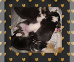 Small Photo #22 Pembroke Welsh Corgi Puppy For Sale in LOGAN, NM, USA