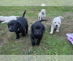 Puppy Black Male Labrador Retriever