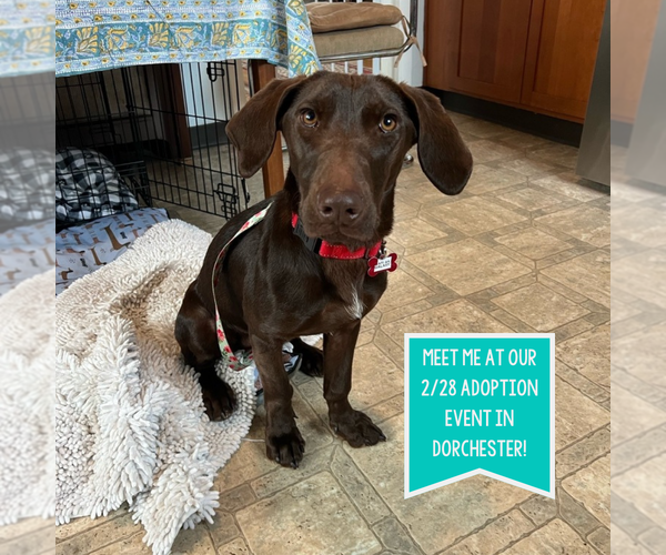 Medium Photo #5 Unknown-Weimaraner Mix Puppy For Sale in Boston, MA, USA