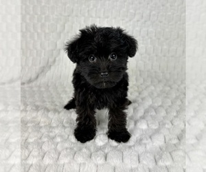 YorkiePoo Puppy for sale in FRANKLIN, IN, USA