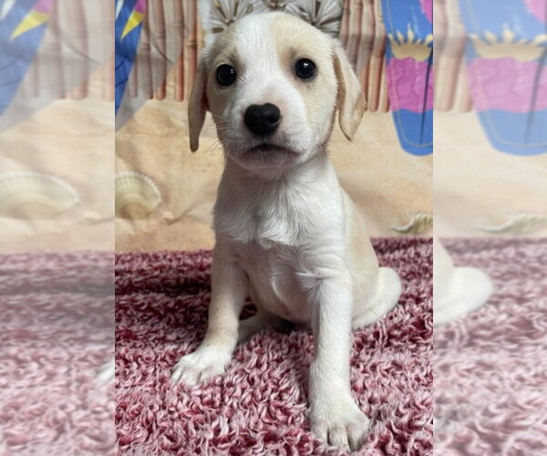 Medium Photo #1 Cheagle Puppy For Sale in Lakewood, CO, USA