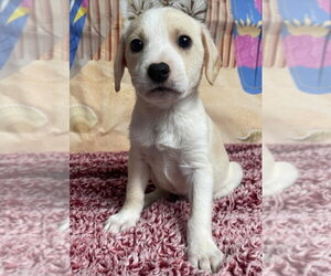 Cheagle Dogs for adoption in Lakewood, CO, USA