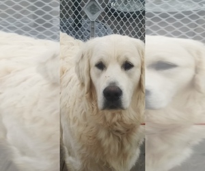 Father of the Golden Retriever puppies born on 07/24/2019