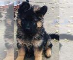 Small Photo #3 German Shepherd Dog Puppy For Sale in LOMBARD, IL, USA