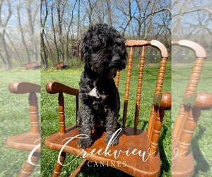 Schnoodle (Miniature) Puppy for sale in NIANGUA, MO, USA