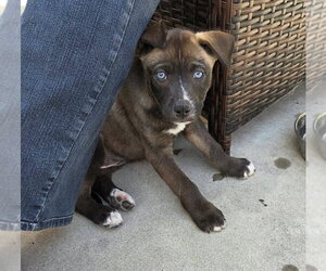 Labrador Retriever-Unknown Mix Dogs for adoption in San Diego, CA, USA