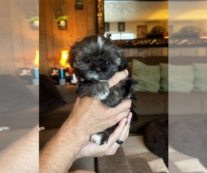 Shih Tzu Puppy for sale in PORTLAND, OR, USA