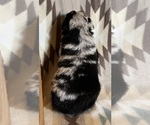Small #8 Miniature Australian Shepherd