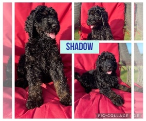 Goldendoodle Puppy for sale in BOKOSHE, OK, USA
