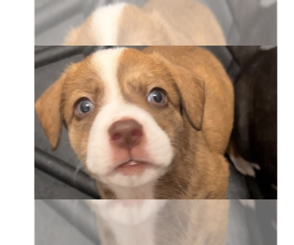 Medium Photo #1 Border-Aussie Puppy For Sale in Raleigh, NC, USA