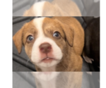 Small Border-Aussie