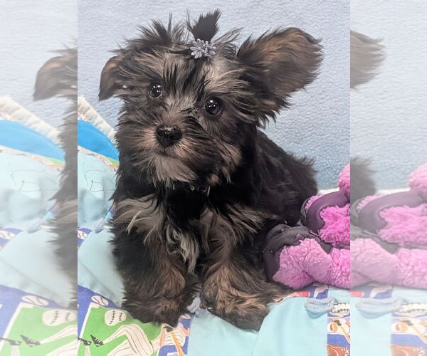 Medium Photo #1 Maltese-Unknown Mix Puppy For Sale in Bon Carbo, CO, USA