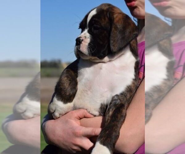 Medium Photo #7 Boxer Puppy For Sale in SENECA, KS, USA